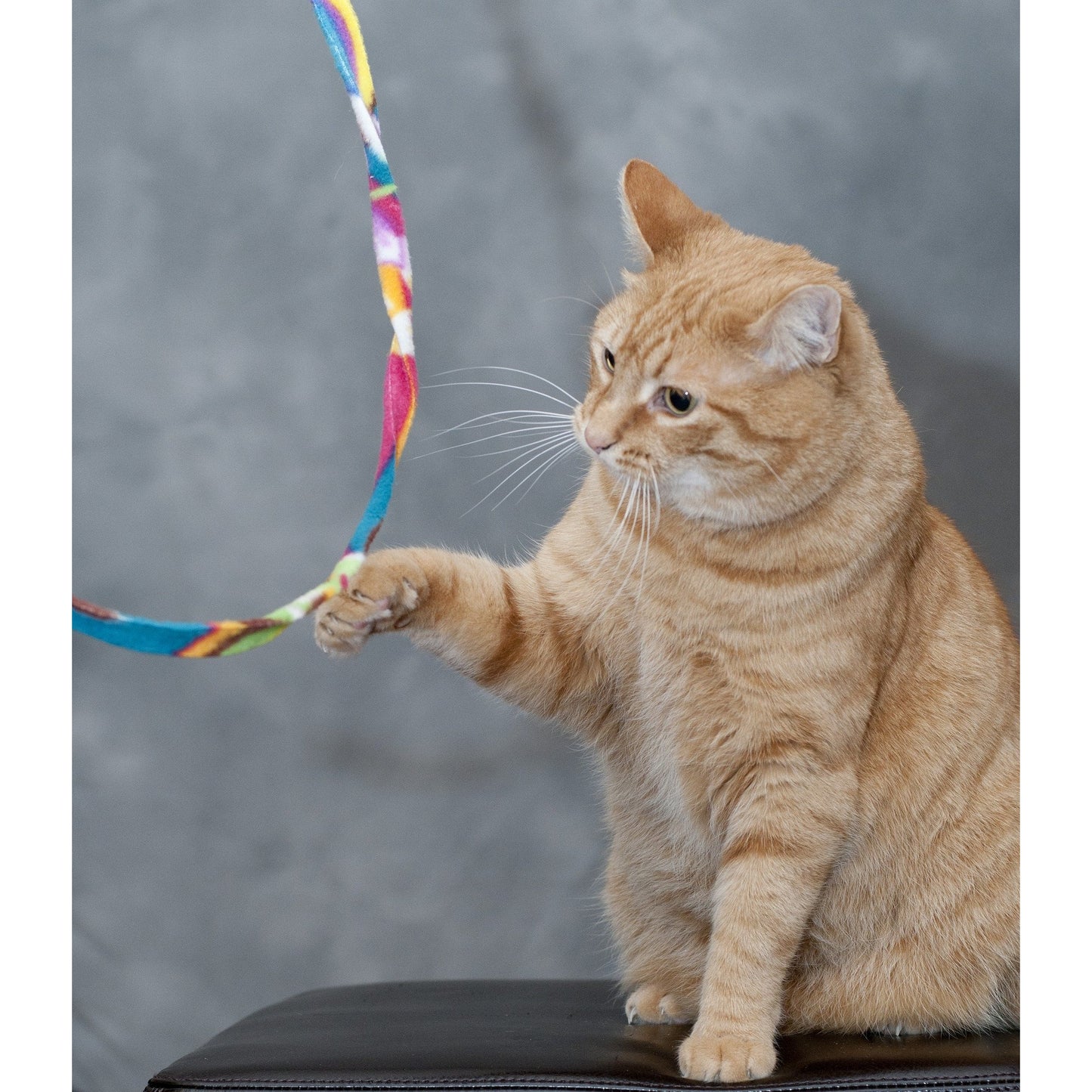 Cat Charmer